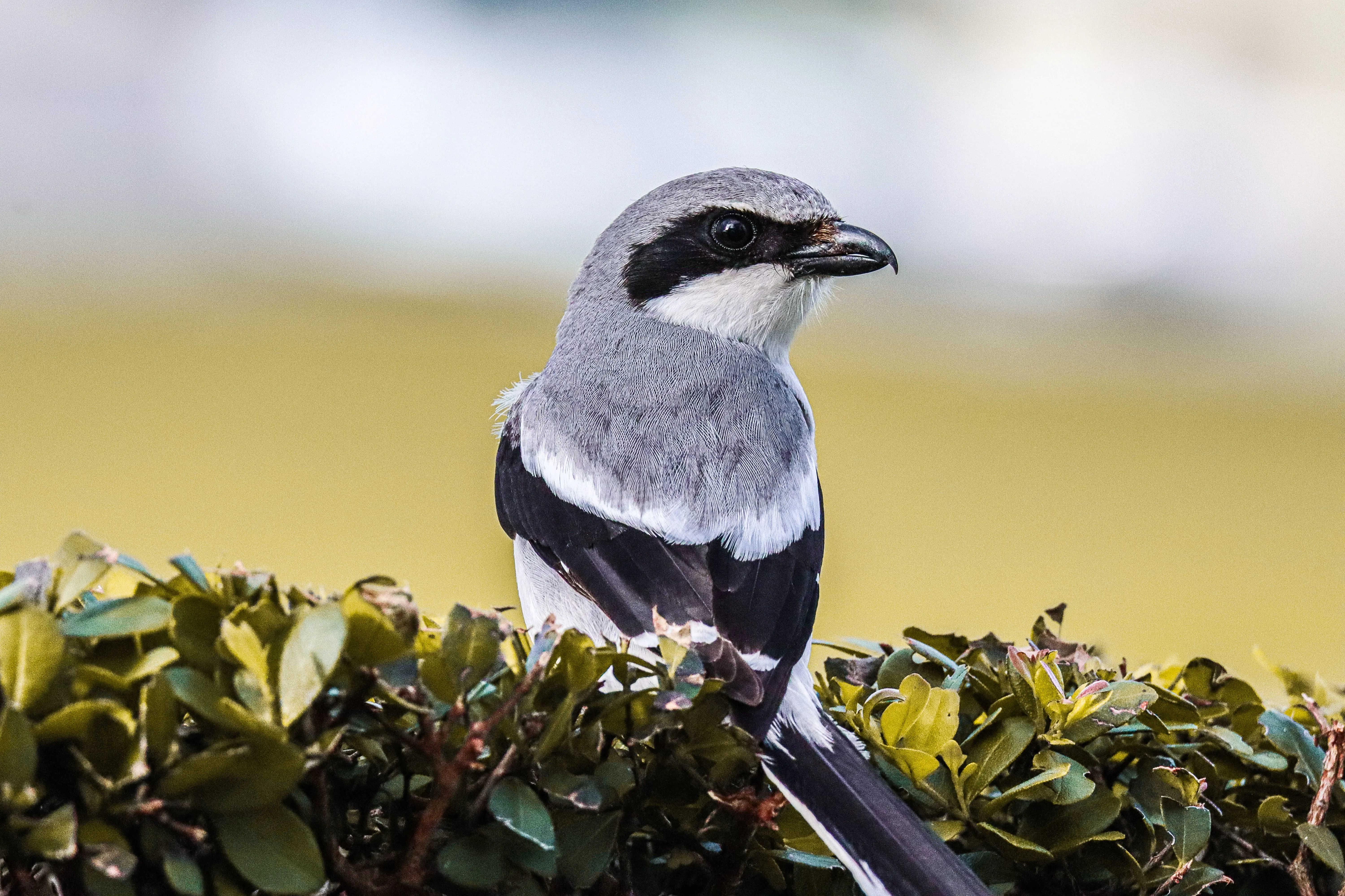 Grey shrike with a black eye mask and hooked bill perched on a green hedge